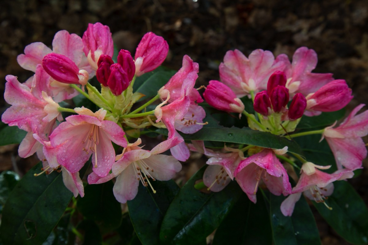 Stacks Image 4485100