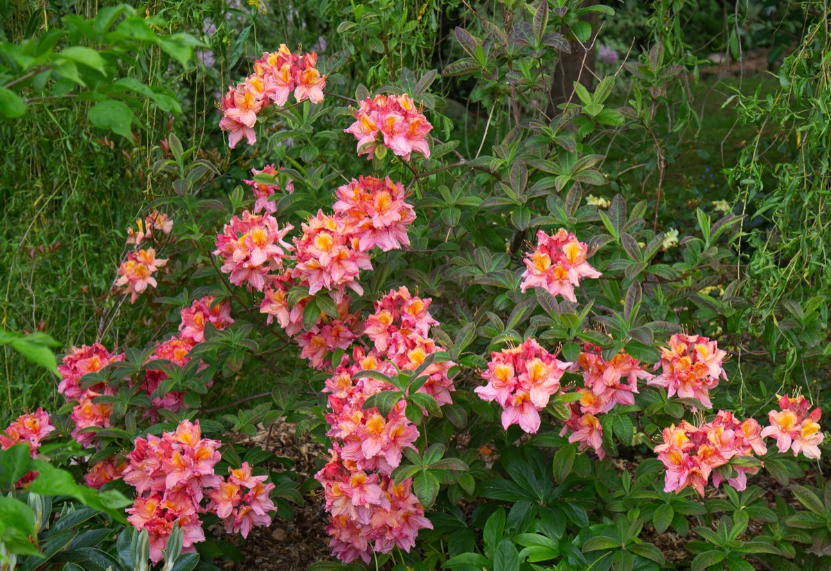 Stacks Image 4485102