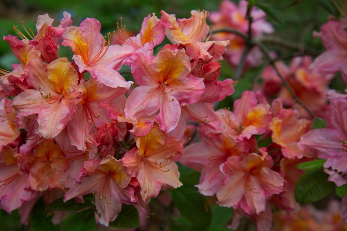 Stacks Image 4485110